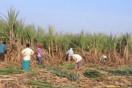 India vuelve al juego del azúcar y América Latina ajusta su tablero comercial
