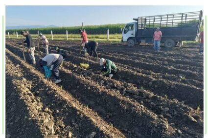 Soca-Portuguesa desarrolla proceso de siembra de cuatro semilleros genéticos de vitroplantas