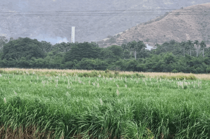 A buen ritmo se cumple aplicación de maduradores en cañaverales de Aragua y Carabobo