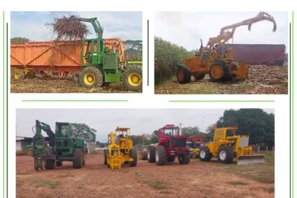 Cañicultores de Monay estado Trujillo iniciaron labores de cosecha este fin de semana 