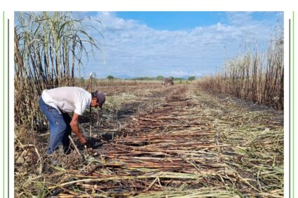 Central Azucarero Venezuela concluyó molienda con balance de 33 mil 976 toneladas de caña procesadas