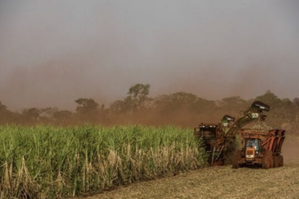 La producción de caña de azúcar en Brasil caerá casi un 2% en Zafra 2025-2026 