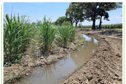 Atender drenajes de las fincas ayuda con la sanidad y rentabilidad de los cultivos de caña de azúcar