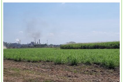 Socadulce ha arrimado más de 184 mil toneladas de caña a centrales azucareros del cono sur de Portuguesa 