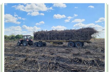 Más de 25 mil toneladas de caña de azúcar ha arrimado a la fecha Socacen al Central La Pastora