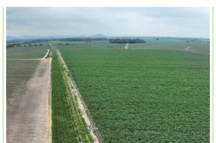 Llegar a las 60 mil toneladas de caña, ésa es la proyección en Finca Soca para la próxima zafra 2026-2027