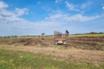Cañicultores de Cumanacoa: Queremos un Central que muela caña y no solo que refine y empaquete azúcar