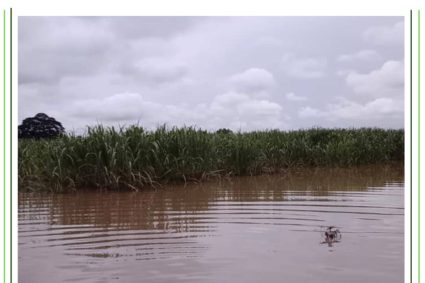 Desbordamiento del Río Guanare inundó amplia superficie cultivada de caña de azúcar en zona sur de Portuguesa