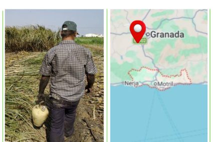 Hasta el año 2006 en las Costas de Andalucía en España se cultivó caña de azúcar para uso industrial