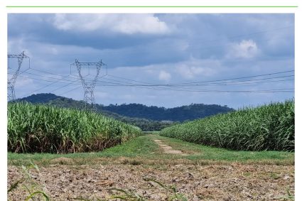 Plan agresivo para controlar la candelilla se inicia la próxima semana en Las Majaguas