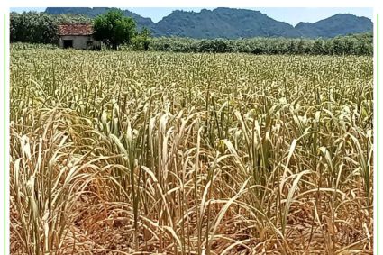 Sequía y calor extremo afectan amplias zonas cultivadas de caña de azúcar en Vietnam 