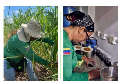 Ingeniera venezolana ejecuta proyecto de reestructuración y recuperación de cultivos de caña de azúcar en Panamá