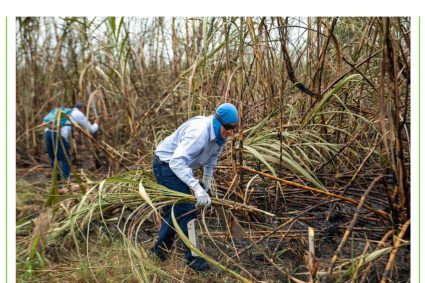 Ingenio San Carlos arrancó zafra en Ecuador para producir 3.5 millones de sacos de azúcar