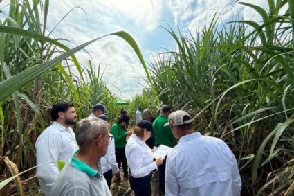 Evalúan comportamiento de variedades de caña en Jornada de intercambio técnico en zona norte de Portuguesa