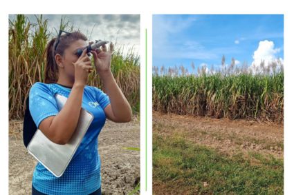 Investigación sobre doble maduración en caña de azúcar arroja excelentes números de eficiencia productiva en Portuguesa