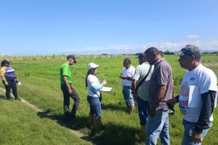 En Yaracuy ejecutarán plan comunal para la siembra de 100 hectáreas de caña de azúcar para semilla