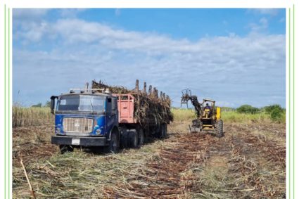 Agroindustria y cañicultores crean frente común en contra de las importaciones de azúcar refino 