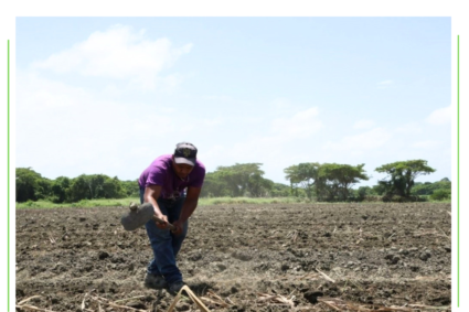 Inició la siembra de 100 hectáreas de caña de azúcar para producción de semillas en Yaracuy