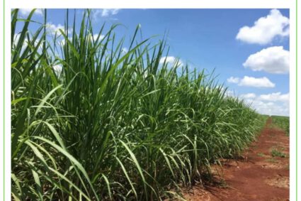 Cosecha de caña de azúcar se complica en Brasil y preocupa el futuro de la producción
