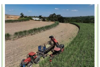 “Cambia la lógica”: una nueva tecnología busca transformar la plantación de caña de azúcar y reducir hasta un 90% la semilla utilizada