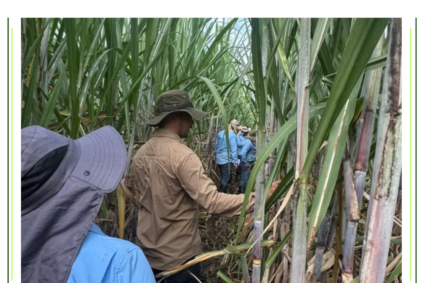 Dos grandes ingenios azucareros de Ecuador suspenden la zafra por incremento de lluvias debido al Fenómeno de El Niño